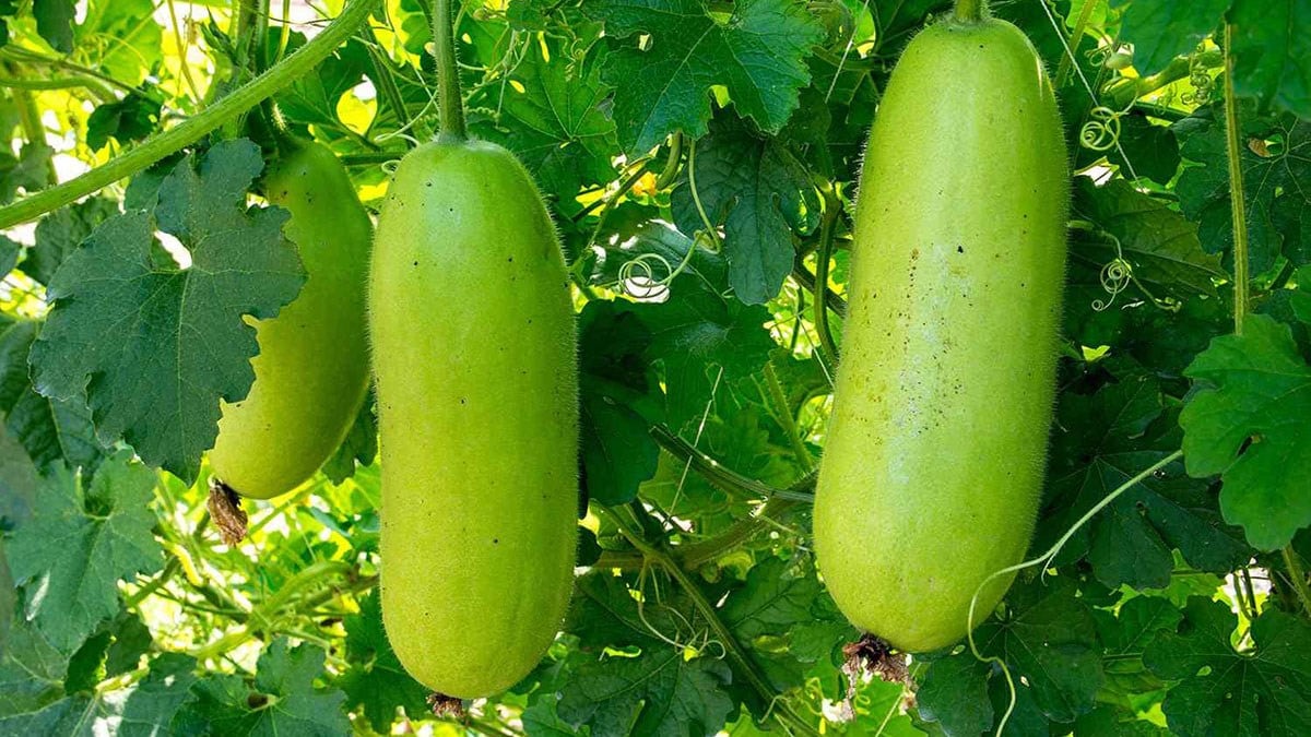 Large pale green winter melon